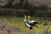 Naretoi in Enonkishu Conservancy